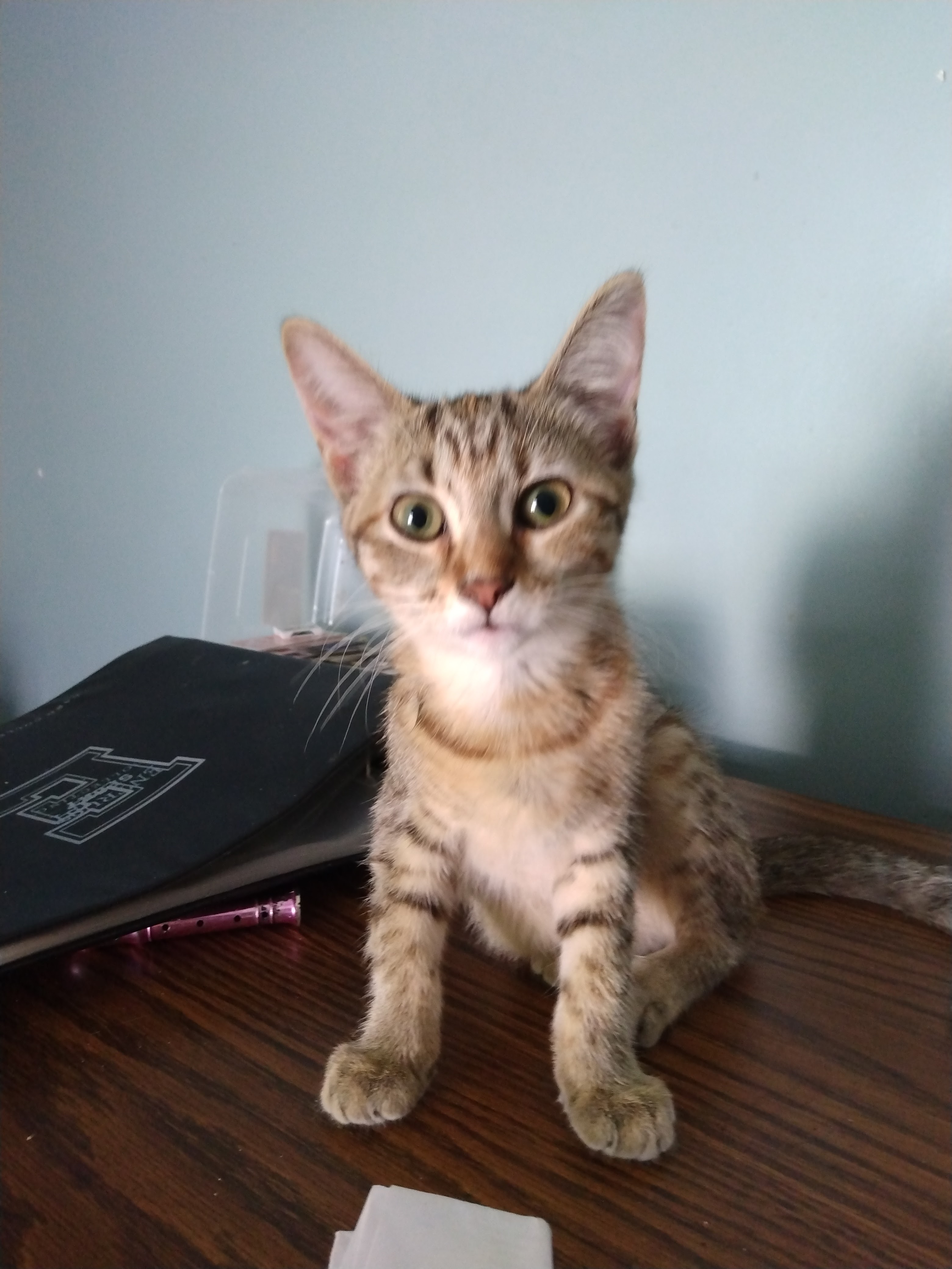 coco, she hates being picked up, and she scratches you if you pick her up.