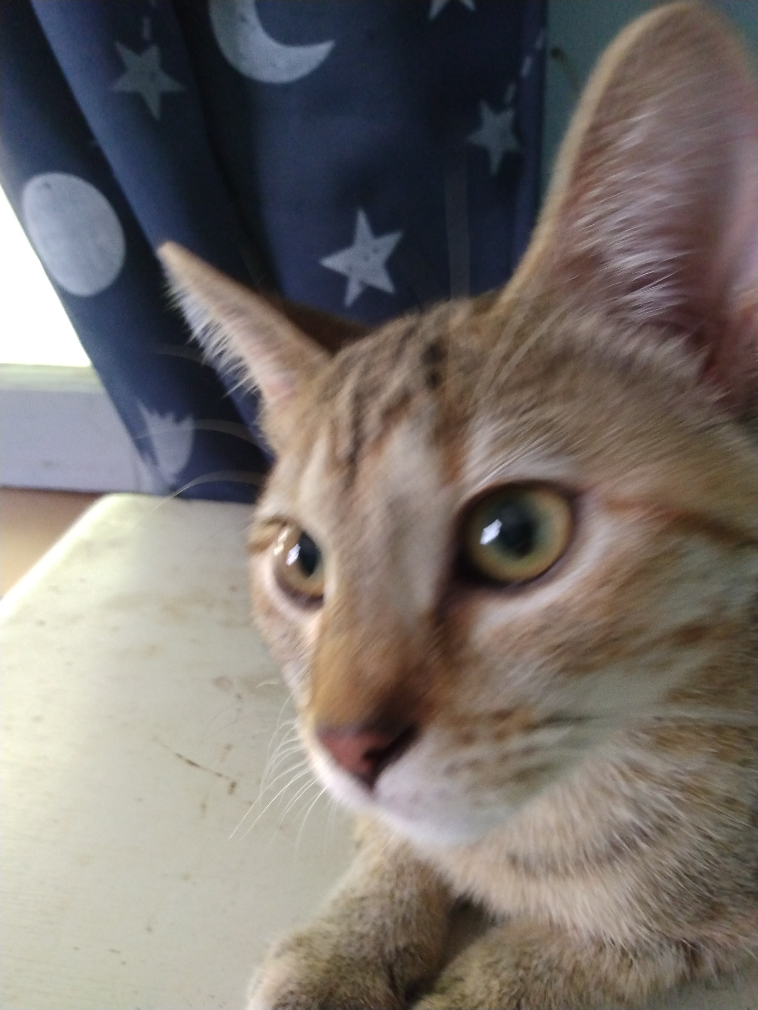 kitty named after mariokart track, coconut mall.